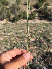 Thelypodiopsis elegans