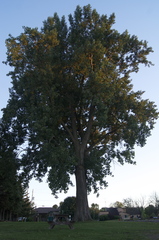 Populus deltoides deltoides