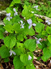 Rostratae
