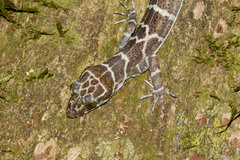 Cyrtodactylus consobrinus