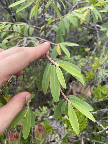 Euphorbia celastroides observed 2024-05-25