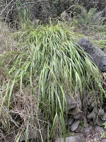 Eragrostis grandis observed 2024-05-25