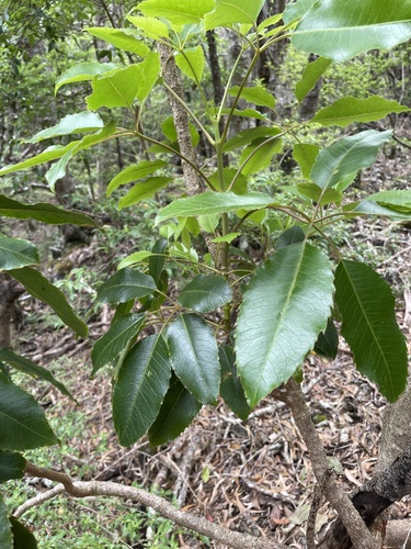 Cheirodendron trigynum observed 2024-05-25
