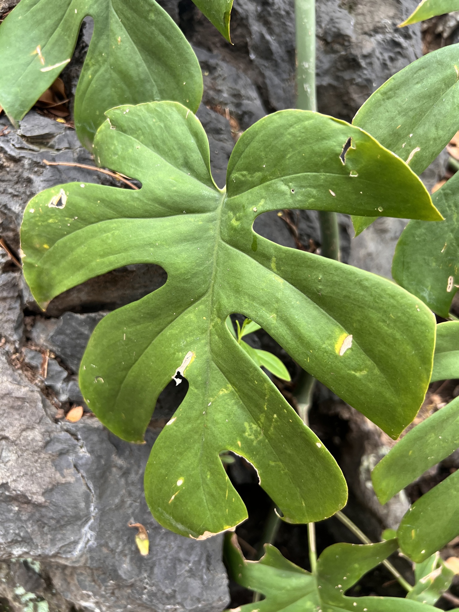 Imagem de Monstera deliciosa