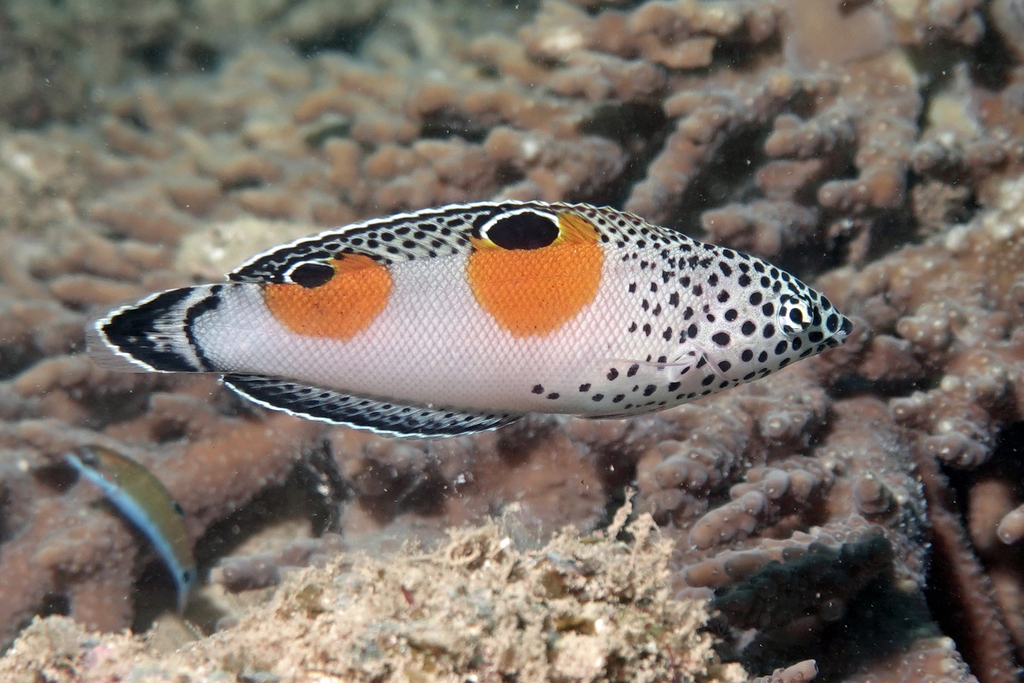 Clown coris (Coris aygula) — Labridae