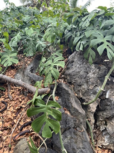 Rhaphidophora tetrasperma