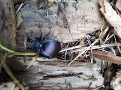 Scaphinotus elevatus