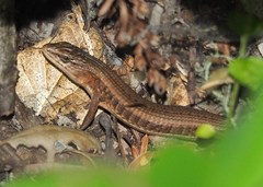 Elgaria coerulea coerulea