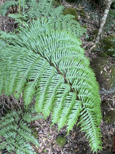 Pteris terminalis observed 2024-05-25