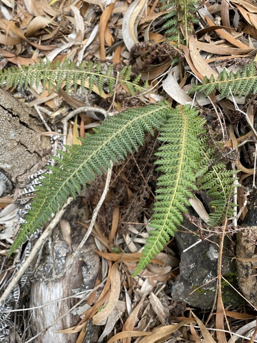Polystichum haleakalense observed 2024-05-25