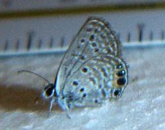 Freyeria trochylus