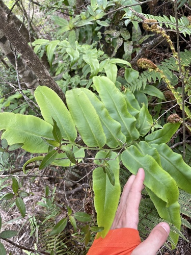 Coniogramme pilosa observed 2024-05-25