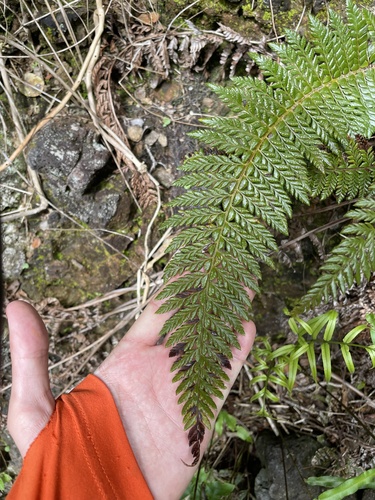 Polystichum hillebrandii observed 2024-05-25