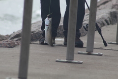 Scomberomorus maculatus