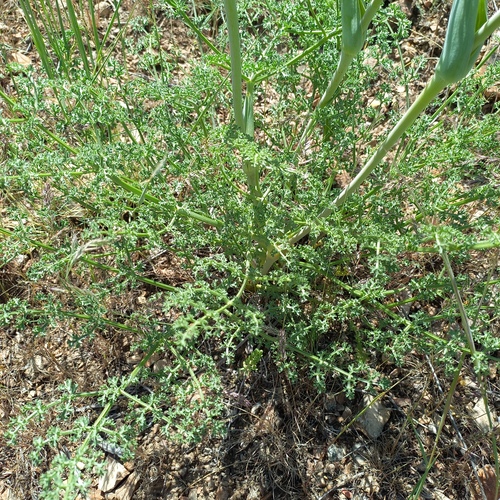 Ferula ovina, photograph 6