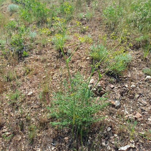 Ferula ovina, photograph 5