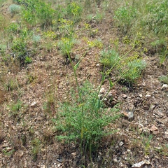 Ferula ovina, photograph (c) Alexander Dubynin, some rights reserved (CC BY)