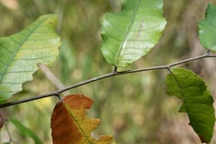 Ulmus ismaelis
