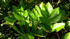 Paullinia trigonia