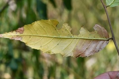 Ulmus ismaelis