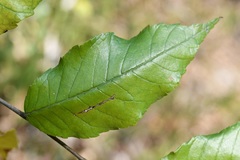 Ulmus ismaelis