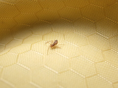 Neospintharus trigonum