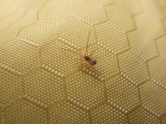 Neospintharus trigonum