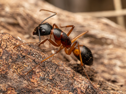 Banded Sugar Ant