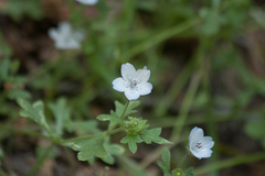 Nemophila pedunculata