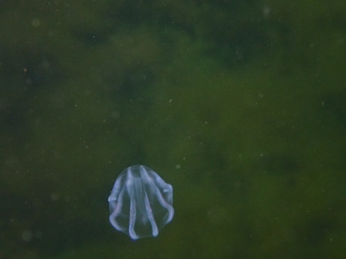 Tentaculata