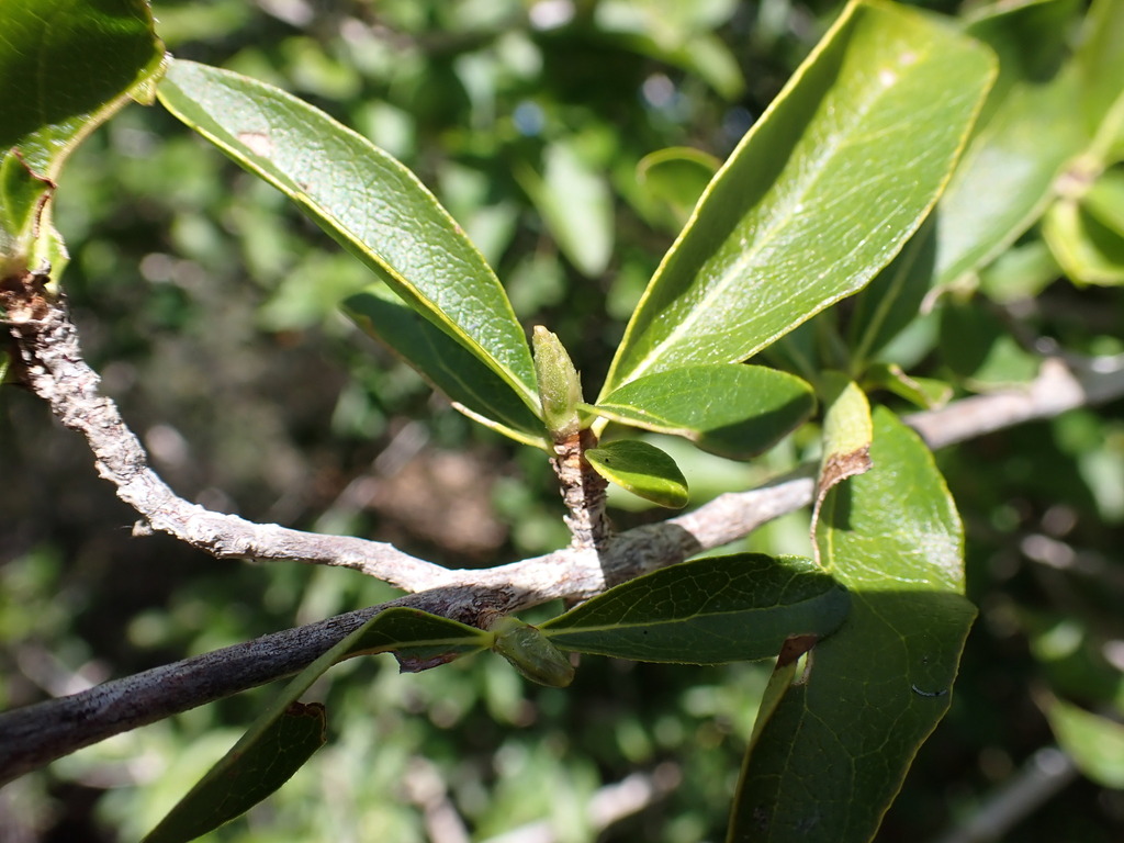 Coffea humbertii