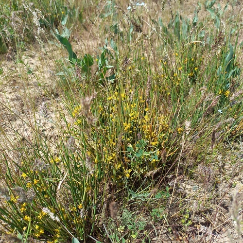 Ephedra intermedia (Ephedra intermedia)