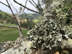 Parmotrema hypoleucinum