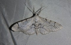 Iridopsis larvaria
