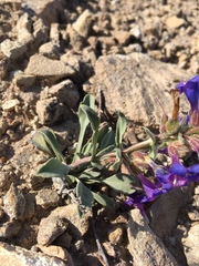 Penstemon moffatii