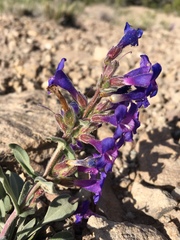 Penstemon moffatii