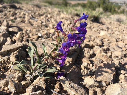 Moffatt's beardtongue (Penstemon moffatii)