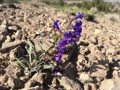 Penstemon moffatii