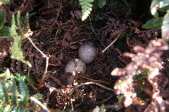 Subantarctic Snipe photo 2
