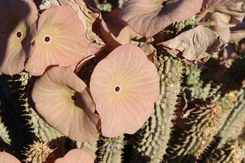Hoodia gordonii (Masson) Sweet ex Decne. 5
