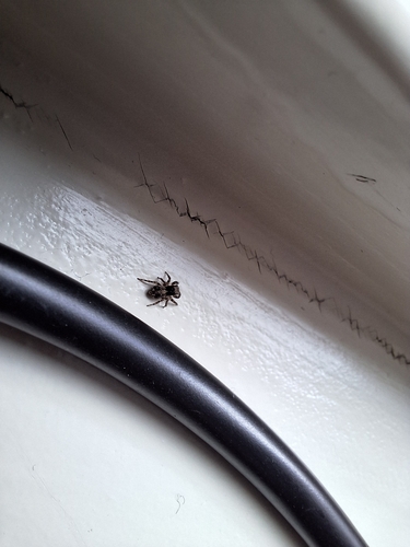 House Jumping Spider, Reeshof, photo 10 of 10