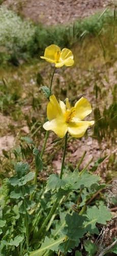 Glaucium fimbrilligerum (Glaucium fimbrilligerum)