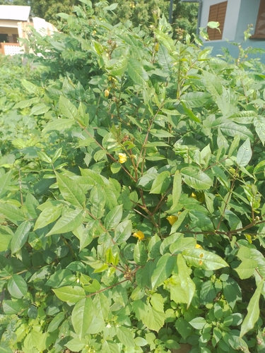 Coffee Senna
