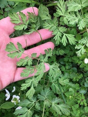 Dicentra cucullaria