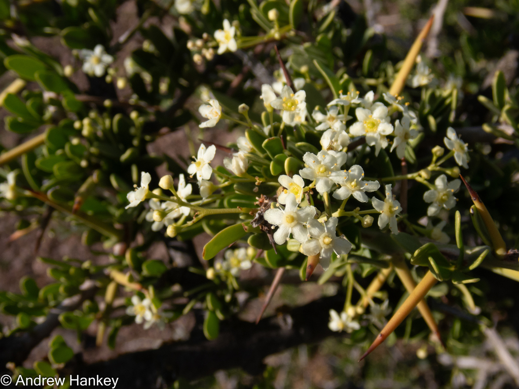 Gymnosporia szyszylowiczii