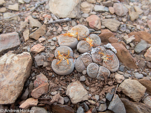 Lithops localis