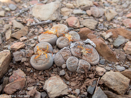 Lithops localis
