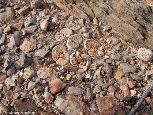Lithops localis