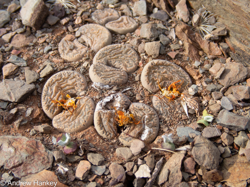Lithops localis