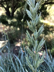 Leymus arenarius